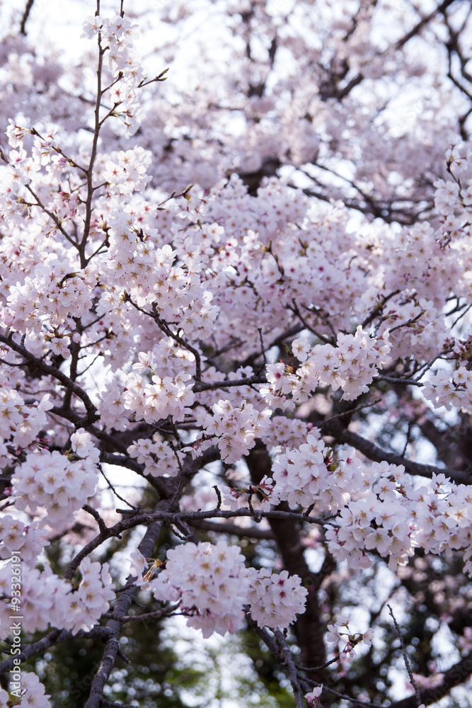 桜咲く