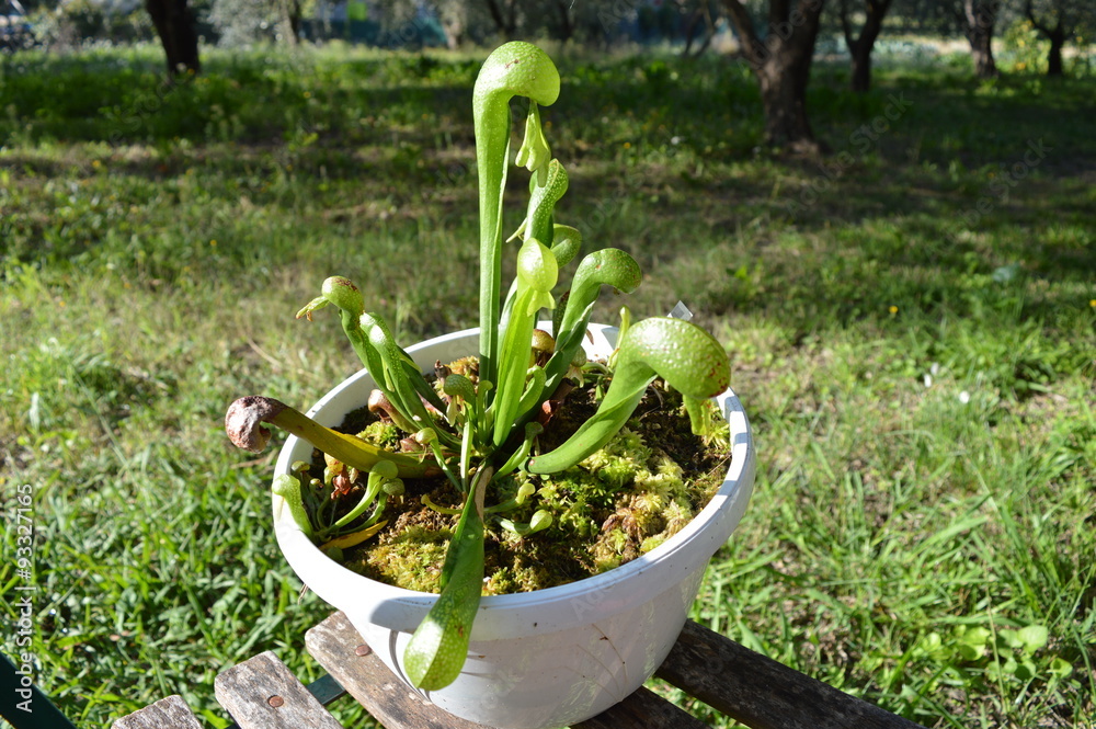 Darlingtonia californica