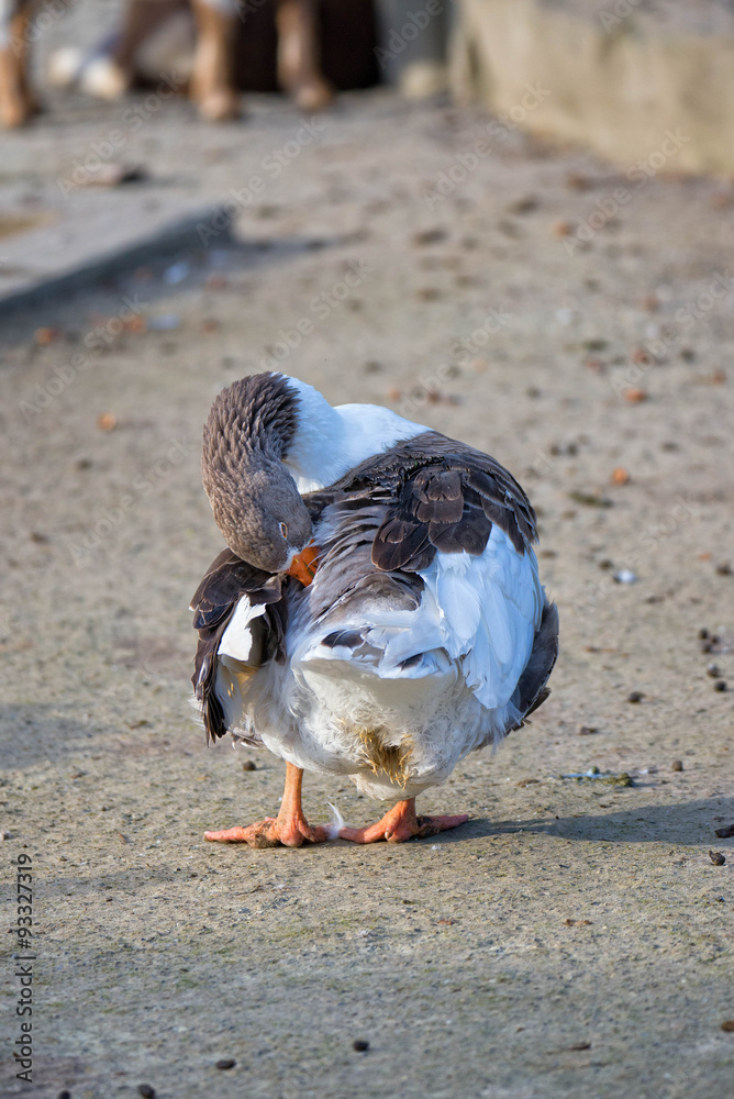Fototapeta premium Gans bei der Federpflege