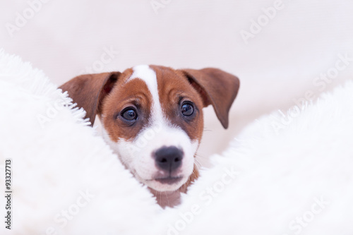 Fototapeta Naklejka Na Ścianę i Meble -  Young Jack Russell Terrier