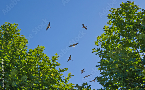 Grupo de cigüeñas volando en el cielo, por encima de  los arboles 