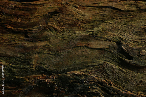 Fototapeta Naklejka Na Ścianę i Meble -  wood background texture old tree