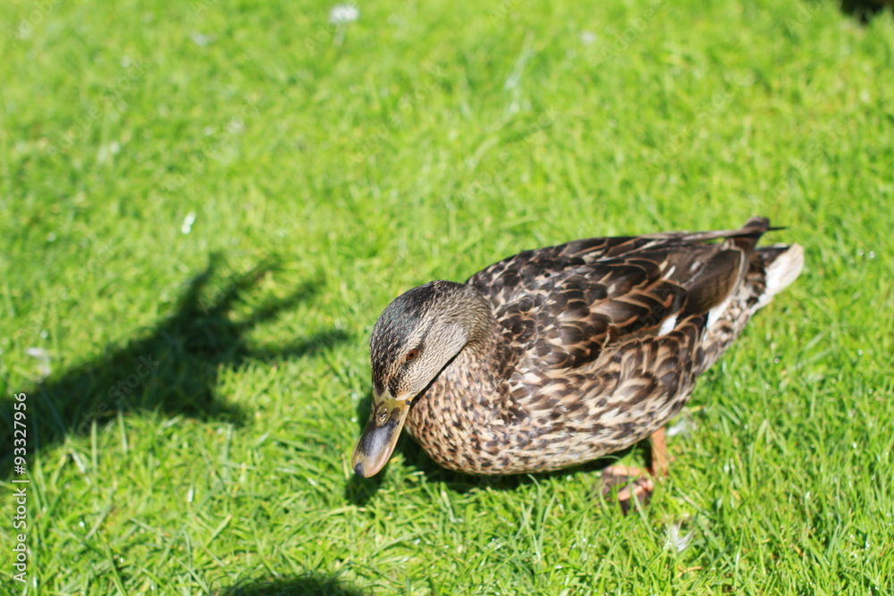 Duck outdoors Duck outdoors