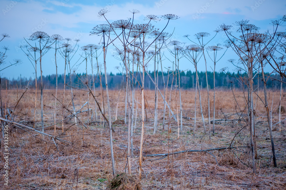 Fototapeta premium High withered inflorescence against the blue autumn sky