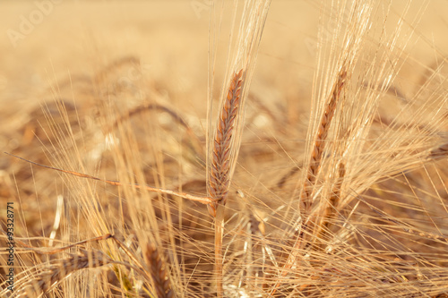 ears of yellow wheat field