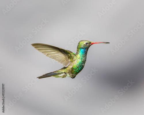 Broad Billed Hummingbird hovering against a blue background protecting his territory. These birds are found in central Mexico. This picture would make an ideal subject for a painting, calendar and art