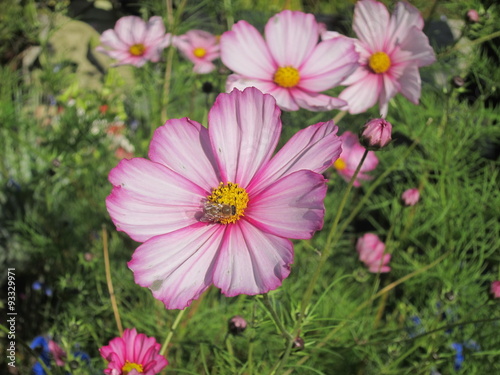 Herbstblume mit Biene