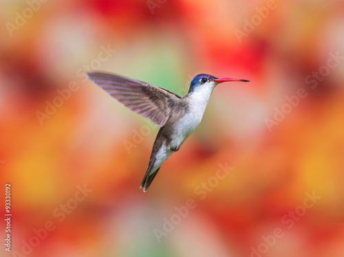 Violet Crowned Hummingbird. Using different backgrounds the bird becomes more interesting and blends with the colors. These birds are native to Mexico and brighten up most gardens where flowers bloom.