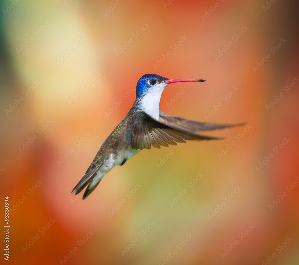 Fototapeta premium Violet Crown Hummingbird. Part of my new hummingbird art collection using different patterned material in the background to create a one of a kind image. In the coming weeks new backgrounds available.