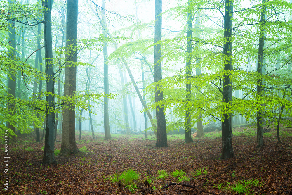 Herbstzeit ist auch Nebelzeit