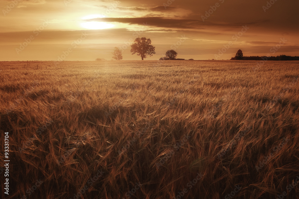 Sunset in Europe in a wheat field