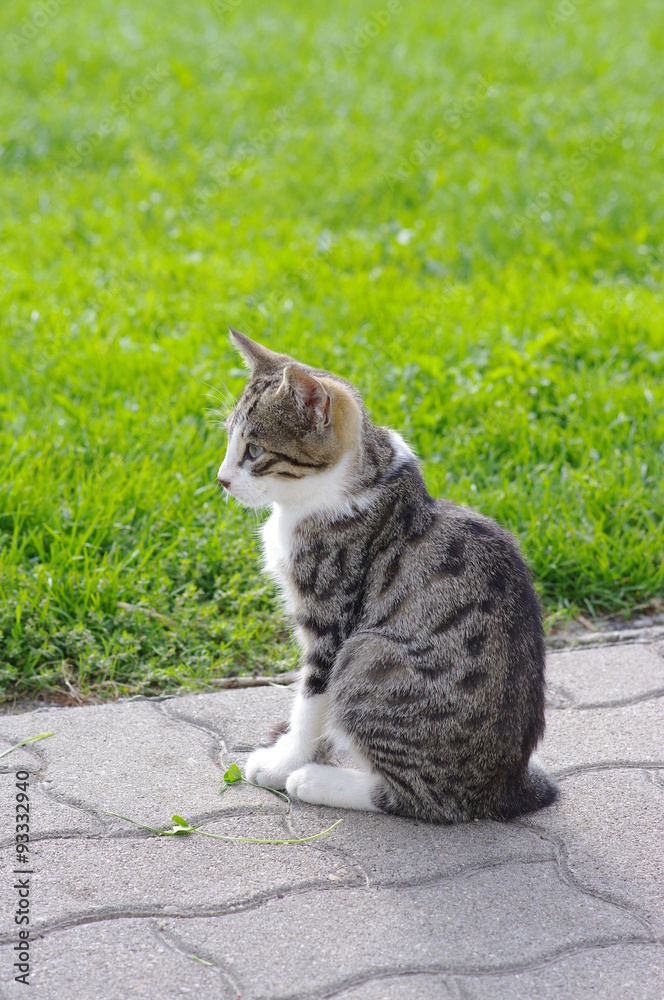 Obraz premium Cat outside