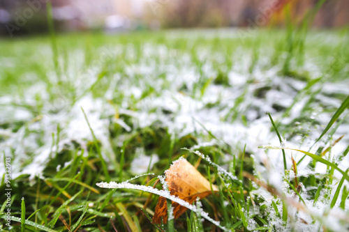 Frozen Grass