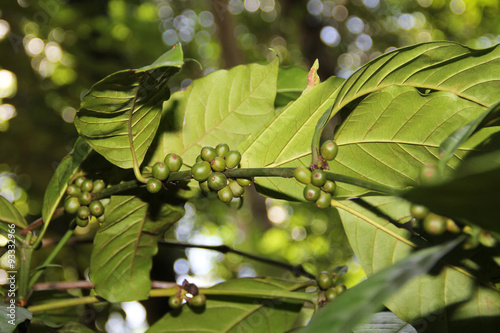 Coffee beans on tree photo