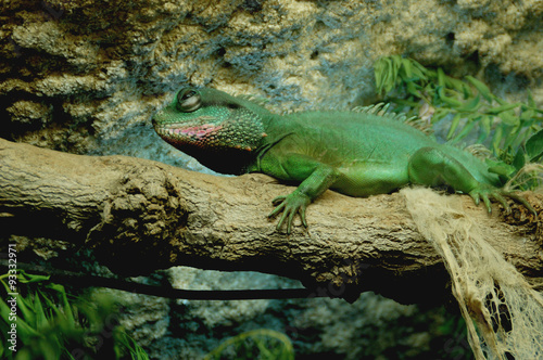 Hiding Iguana