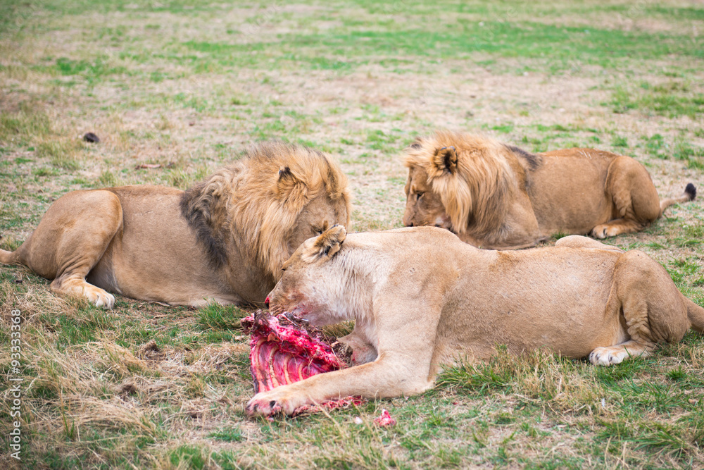 Fototapeta premium KING