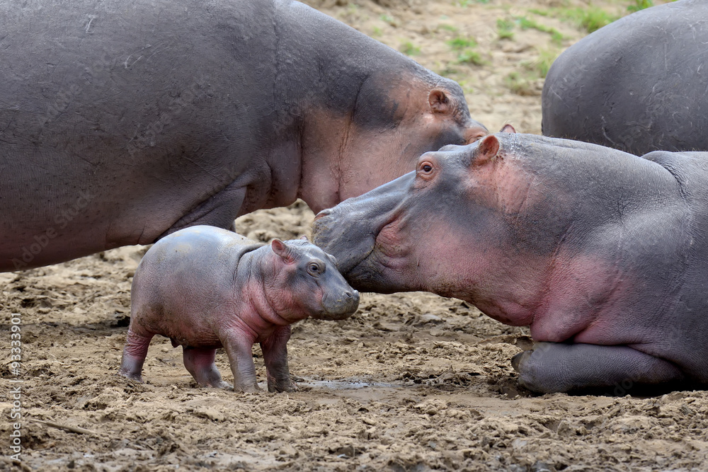 Hippo family