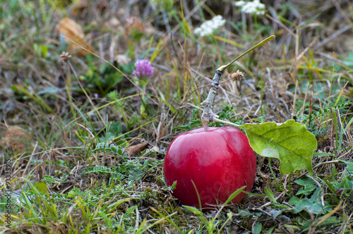 Ripe red apple