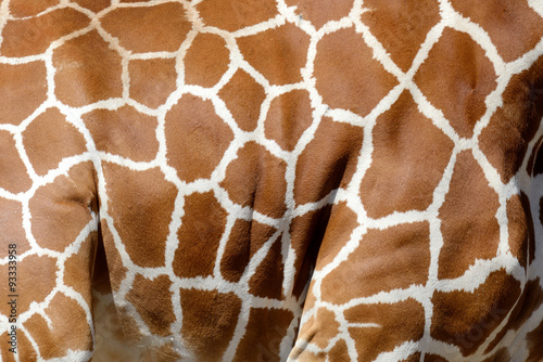 Giraffe skin texture
