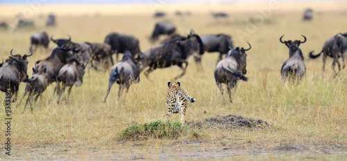 Cheetah pursuit a wildebeest