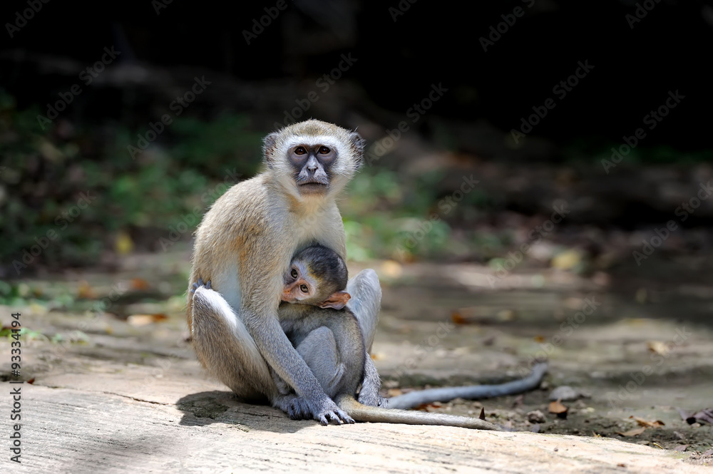 Obraz premium Monkey on a stone