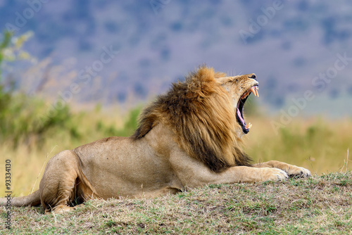 Fototapeta Naklejka Na Ścianę i Meble -  Lion