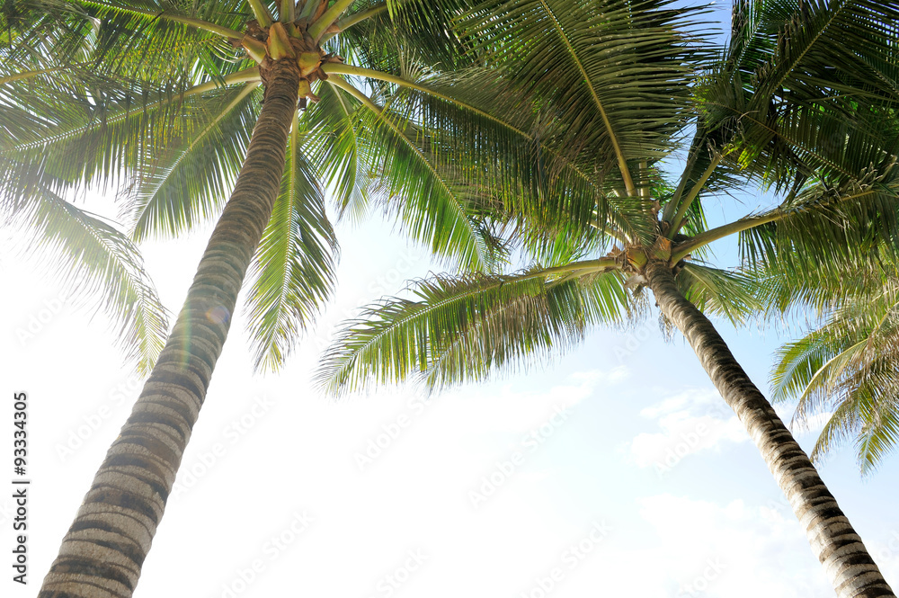 Fototapeta premium Palm