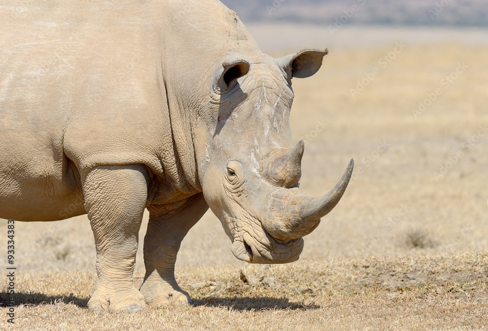 Fototapeta premium Rhino