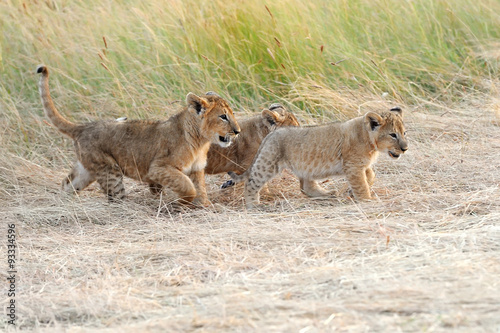 Lion cub