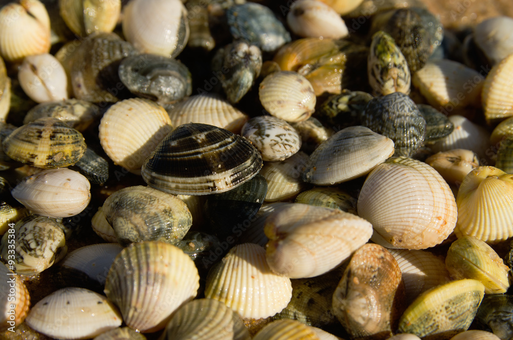 Shellfish of clam and cockle