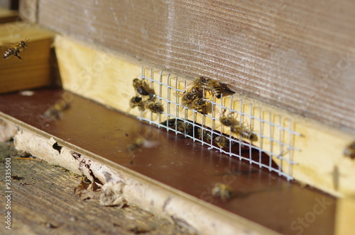 beehive bee hives