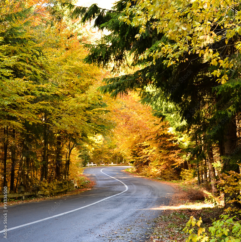 Obraz premium Autumn road