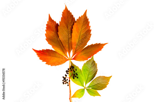 Colorful leaves with decorative fruits