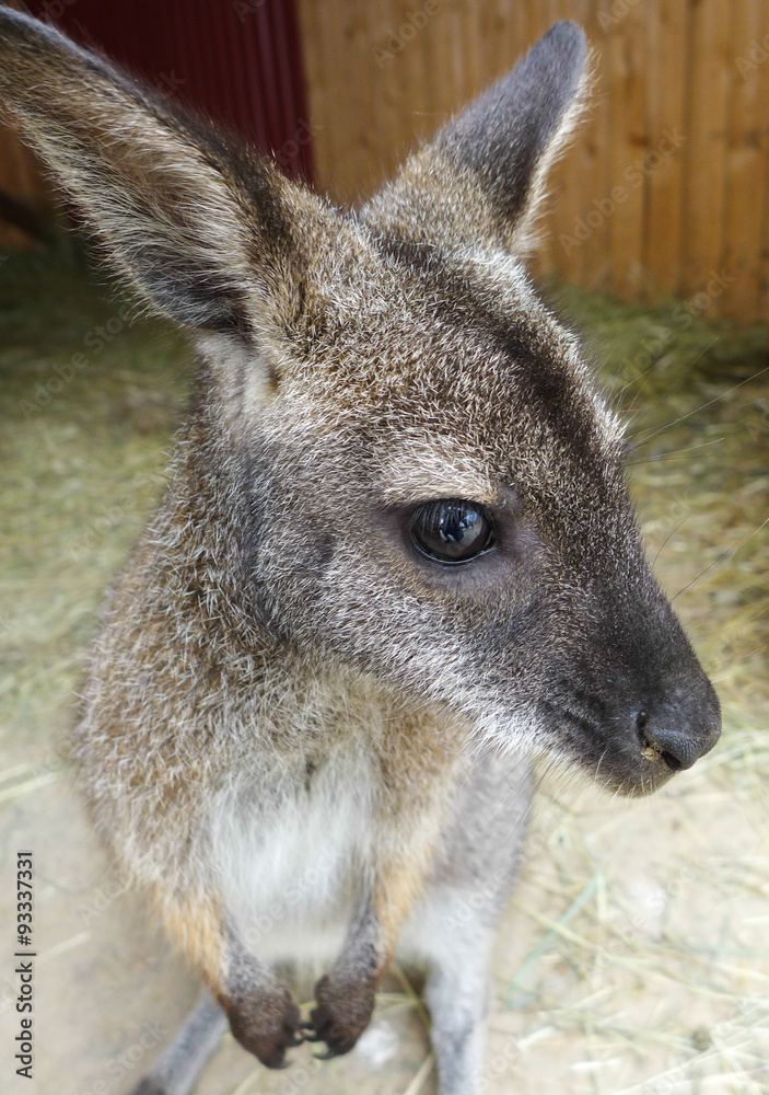 Small kangaroo