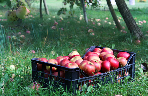 box full of apples 