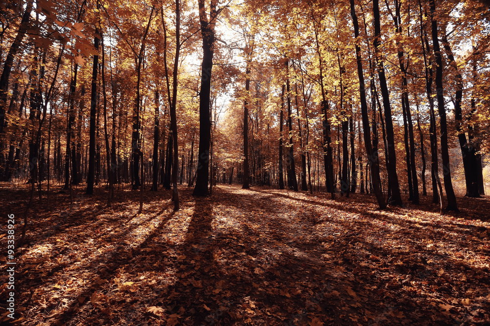 Fototapeta premium autumn landscape in nature