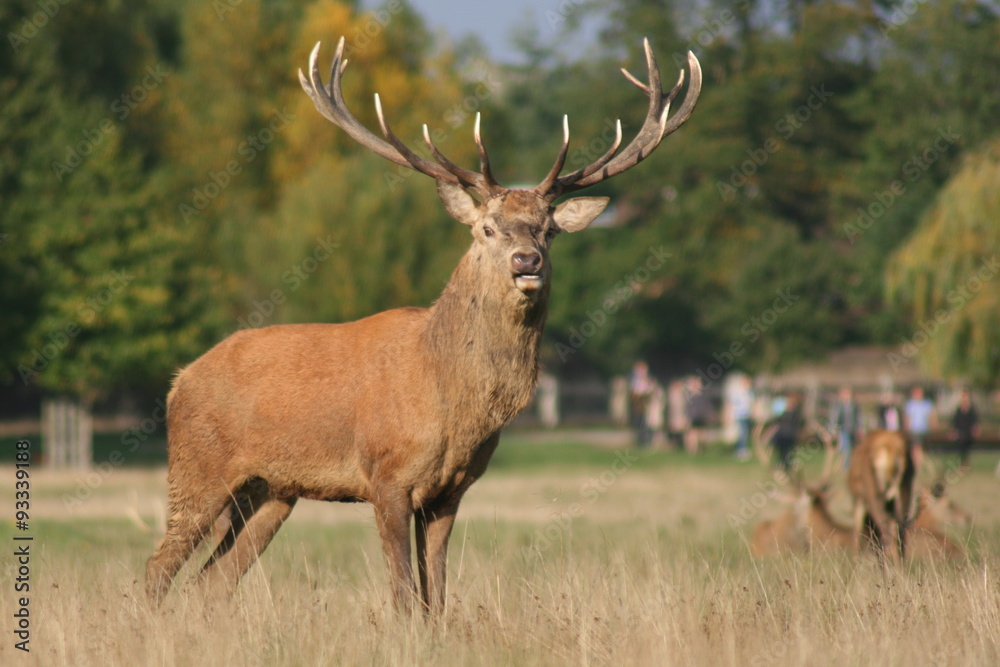 Reindeer in Richmond Park staring at camera Reindeer in Richmond Park staring at camera