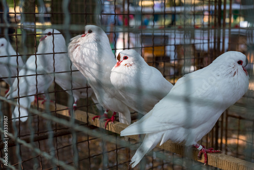 Obraz na płótnie White pigeons in cage