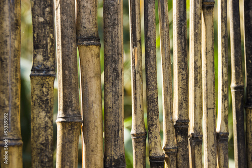 reed fence