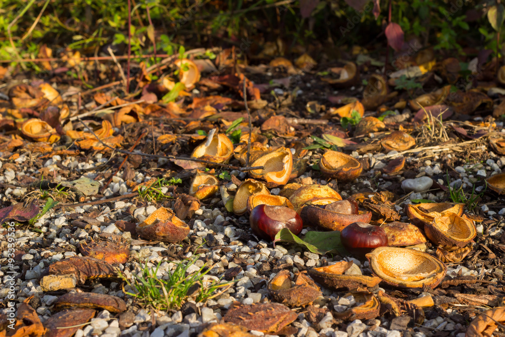 Kastanien auf dem Boden im Herbst Kastanien auf dem Boden im Herbst