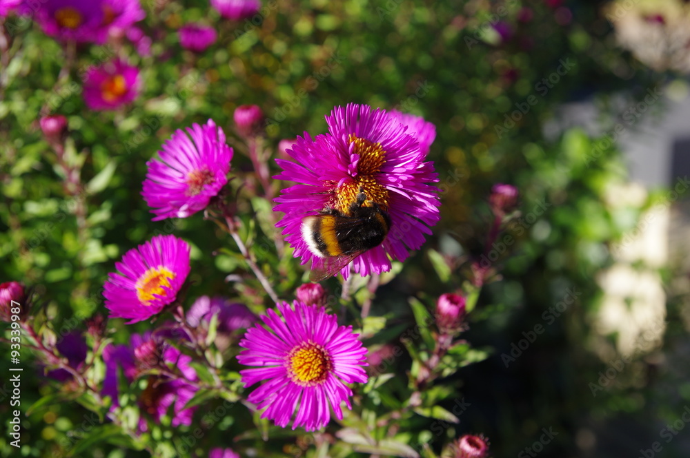 Hummel auf Herbstaster Hummel auf Herbstaster