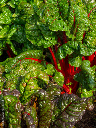 Rhubarb chard