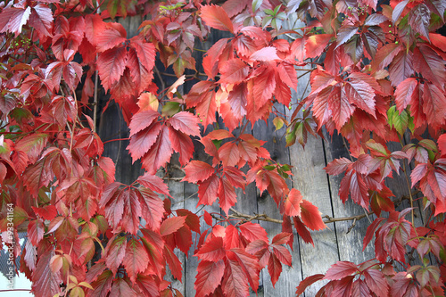 red leaves of decorative grapes on a wall fall