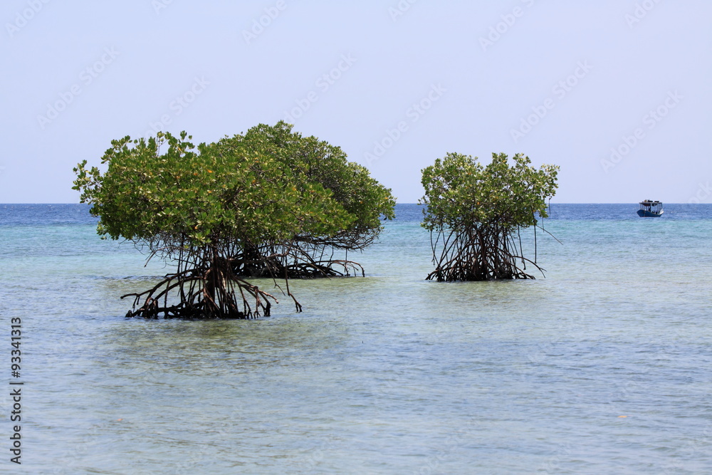 Mangrovenbäume am Strand