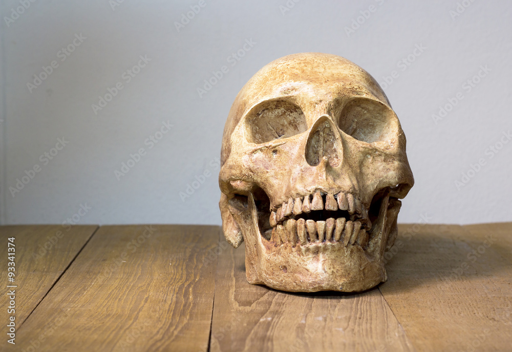 skull still life on wooden board skull still life on wooden board