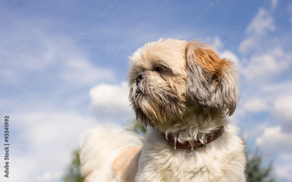 Close portrait of shih tzu dog