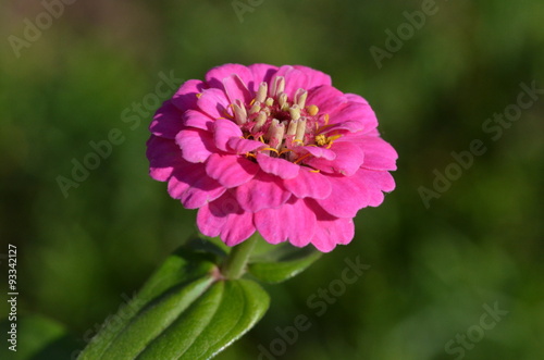 Zinnienblüte, Nahaufnahme