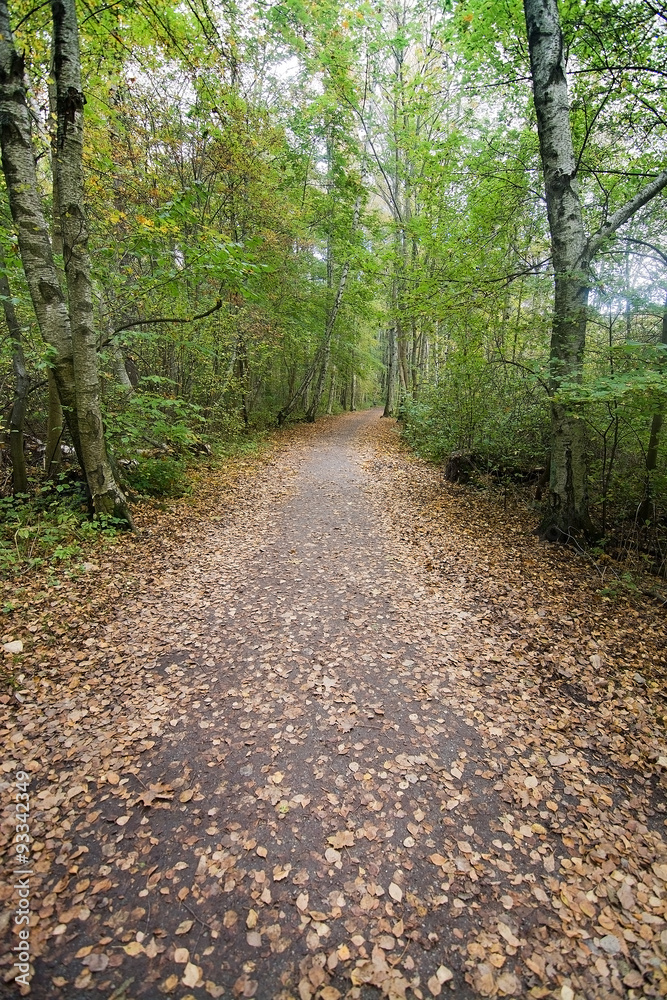 Fototapeta premium Green forest
