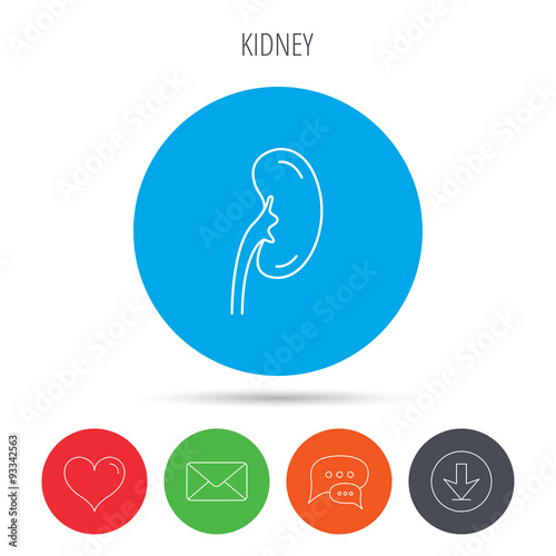 Kidney icon. Transplantation organ sign.