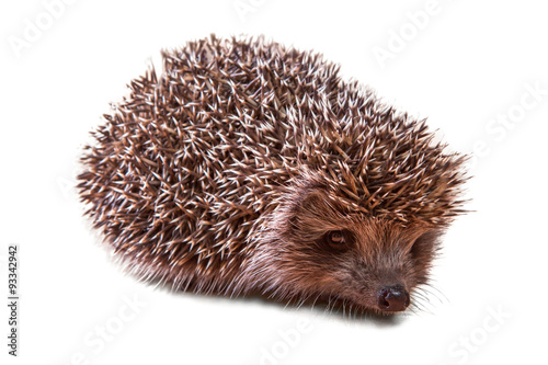 Cute young hedgehog - porcupine - isolated